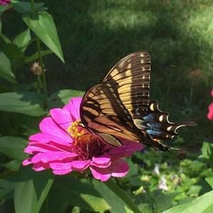 Meet your Posher, Joanie